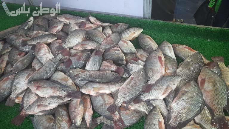 اسعار اسماك البلطي والبوري والجمبري اليوم الاربعاء 29-1-2025