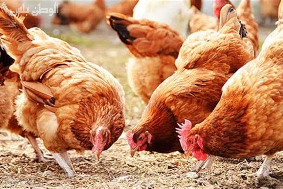 الفراخ الساسو سجلت كام في بورصة الدواجن اليوم الأحد 26-1-2025
