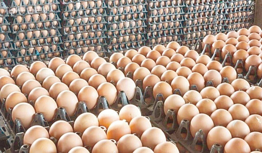 بكم البيض الأحمر اليوم الاثنين 20 يناير 2025 سعر البيض اليوم في مصر