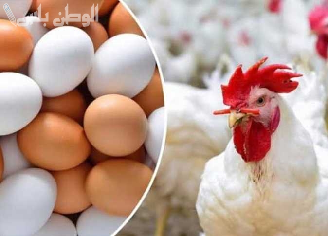 مصر | كم أسعار الكتاكيت والبيض الأحمر والأبيض اليوم الإثنين 27-1-2025