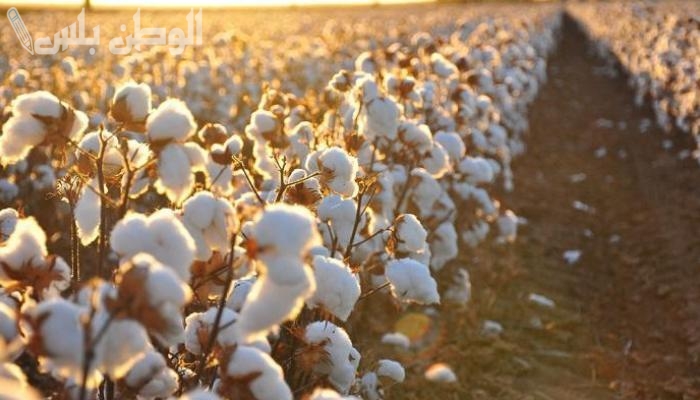 طويل التيلة | كم سعر القطن اليوم الثلاثاء 28-1-2025 في مصر