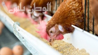 كم سعر علف الدجاج البياض اليوم