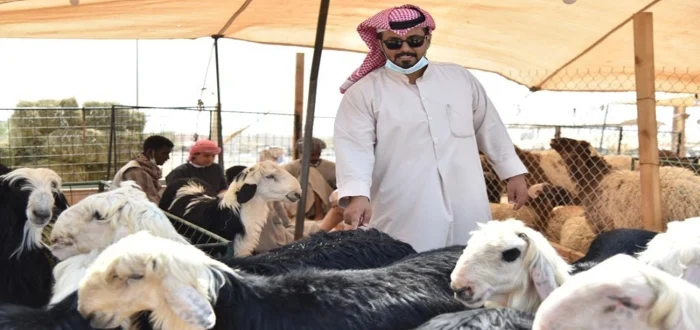 كم مبلغ إعانة مربي المواشي 1446 إعانة المواشي في السعودية