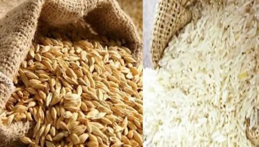 أسعار الأرز الشعير اليوم تشهد استقرارًا نسبيًا وسط توقعات بزيادة جديدة قبل رمضان