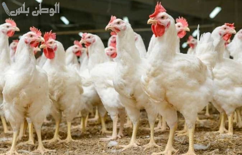 ارتفاع أسعار البط والفراخ البيضاء اليوم 17 فبراير 2025 في بورصة الدواجن