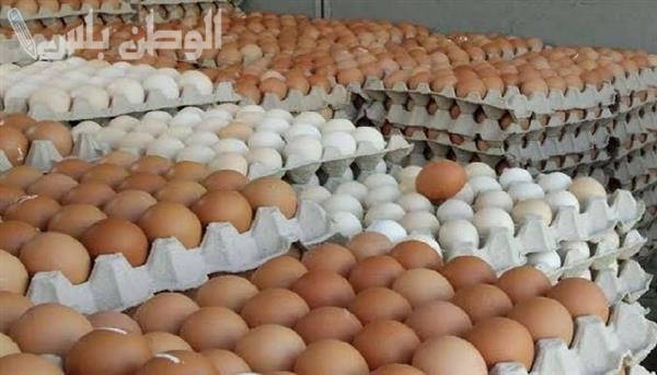 بورصة الدواجن.. أسعار البيض الأبيض والاحمر اليوم الأربعاء 26 فبراير
