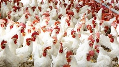 أسعار الدواجن اليوم