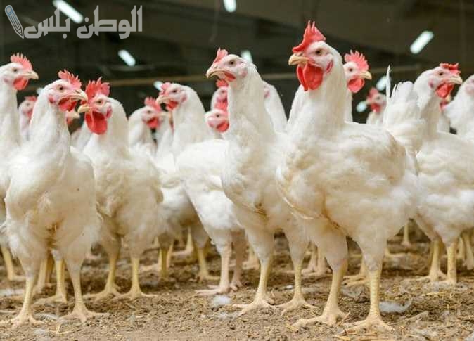 تراجع أسعار الدواجن في مصر اليوم السبت 15 فبراير 2025: بورصة الدواجن تشير إلى انخفاضات مستمرة منذ بداية الشهر