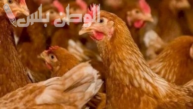أسعار الفراخ البلدي