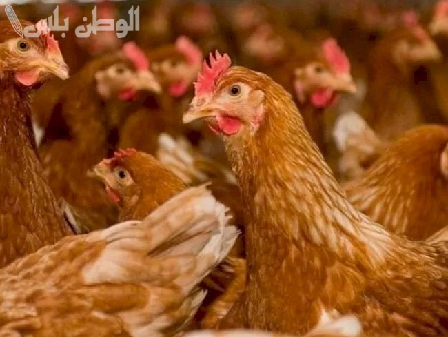قفزة مؤقتة: أسعار الفراخ البلدي اليوم الثلاثاء 18 فبراير 2025، توقعات مختلطة