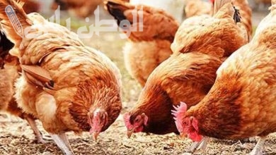أسعار الفراخ البلدي