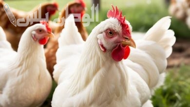 أسعار الفراخ البيضاء