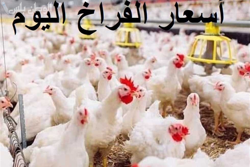 الدواجن تنخفض مجددًا أسعار الفراخ البيضاء اليوم في مصر الأربعاء 12 فبراير 2025 بورصة الدواجن بجميع المحافظات