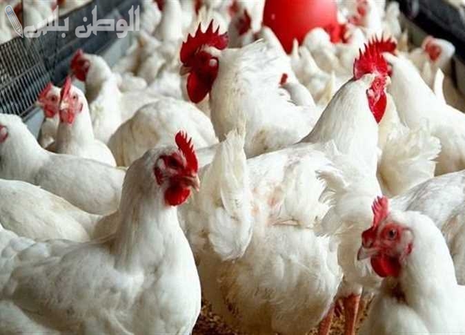 بورصة الدواجن اليوم الأحد 16 فبراير 2025.. هل تستمر الأسعار في التراجع أم تعود للارتفاع؟