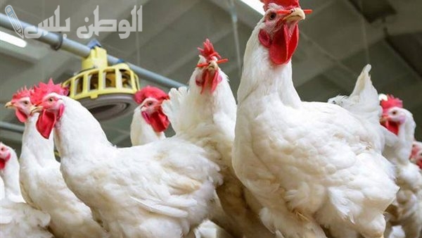 مفاجآت عديدة.. أسعار الفراخ والبيض اليوم الأربعاء 12 فبراير 2025 في الأسواق المصرية والبورصات المحلية