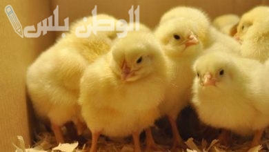 أسعار الكتاكيت البيضاء اليوم