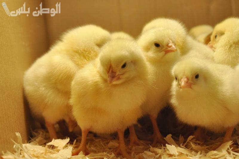 أسعار الكتاكيت البيضاء اليوم في الشركات والمزارع المصرية | تحديث يومي لسعر البيع