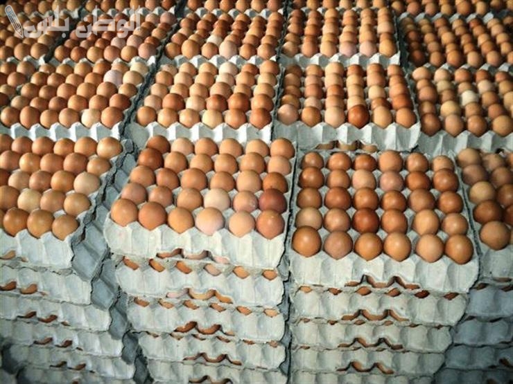 عروض كبرى | أسعار كرتونة البيض اليوم الخميس 20 فبراير 2025 بعد تخفيضات جديدة