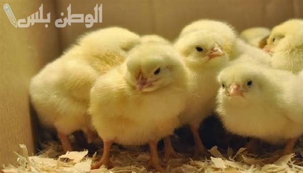 ارتفاع قوي اسعار الكتاكيت في المزارع اليوم الخميس 13 فبراير 2025 زيادات جديدة