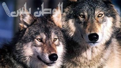 الذئاب تأكل الجن والهواء
