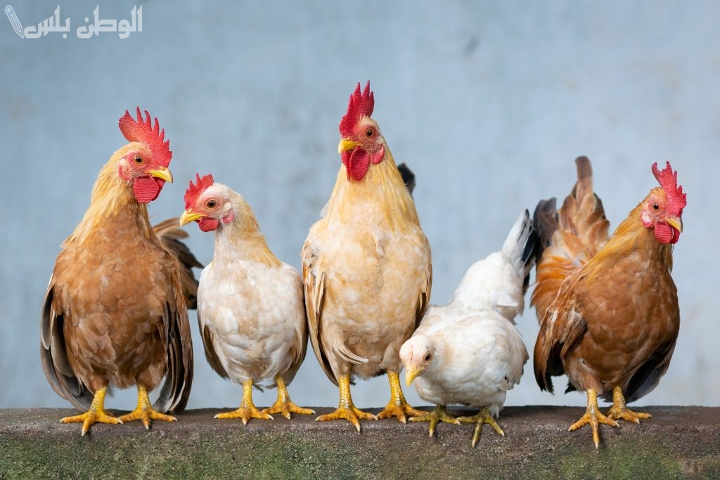 أنباء عاجلة: بورصة الدواجن اليوم أسعار الفراخ الأربعاء 19 فبراير 2025 حركة كبيرة