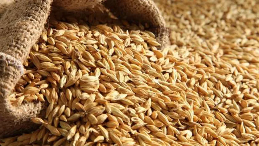 تحديث جديد لأسعار الأرز الشعير.. تعرف على السعر الحالي في الأسواق المحلية المصرية اليوم 25-2-2025