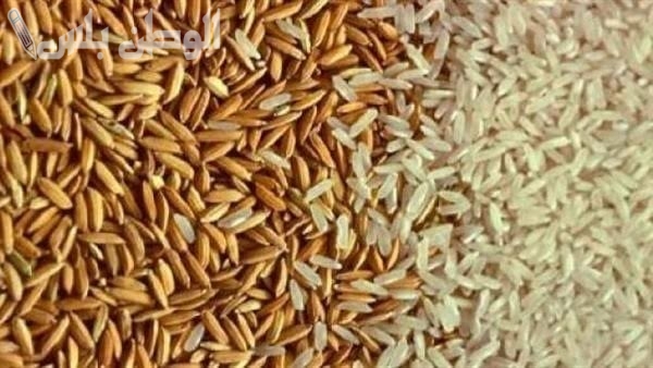 تراجع طفيف | سعر الأرز الشعير اليوم الخميس 20 فبراير 2025 بعد زيادة الإنتاج
