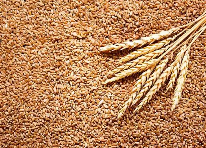 التحديثات الأخيرة | سعر الأرز الشعير اليوم 26 فبراير في الأسواق المصرية
