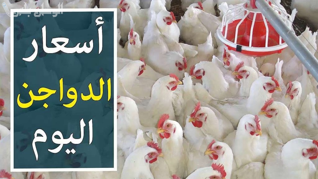 بكم الفراخ اليوم في بورصة الدواجن المصرية؟ سعر الفراخ بجميع أنواعها