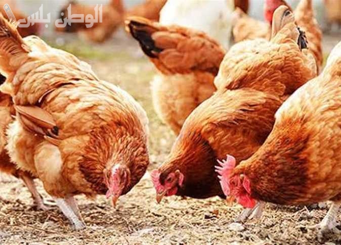 زيادة غير متوقعة | سعر الفراخ البلدي اليوم الاثنين 24 فبراير 2025 في الأسواق