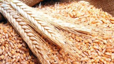 سعر القمح اليوم