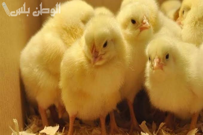 بكم الكتكوت: اسعار الكتاكيت والدواجن اليوم في مصر.. تحديث لحظي