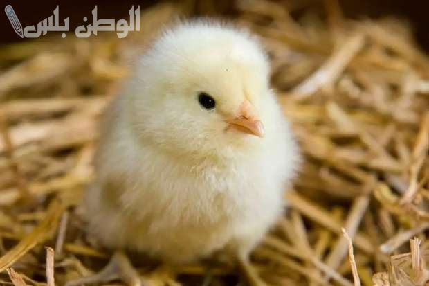 كتكوتك بكام؟ سعر الكتكوت الأبيض اليوم الأحد 23 فبراير 2025 في بورصة الدواجن