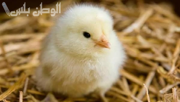 سعر الكتكوت الأبيض اليوم الثلاثاء 25 فبراير في بورصة الدواجن