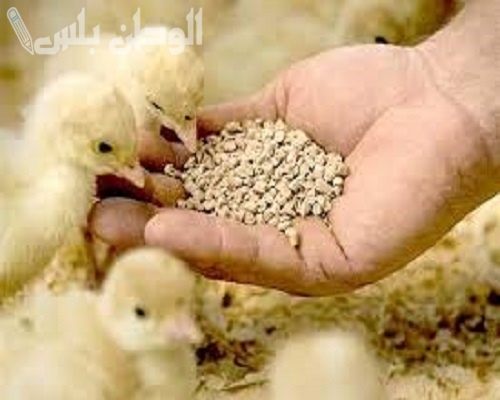 آخر تحديث | كم سعر علف الدواجن اليوم 6 فبراير 2025 في مصر