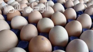 سعر كرتونة البيض اليوم