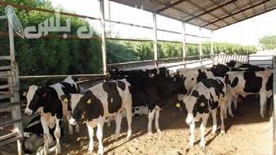 متى يصرف دعم المواشي بالسعودية شهر فبراير 2025