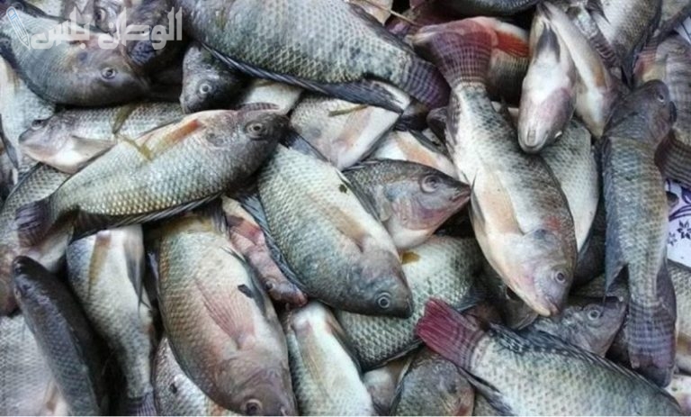 أسعار الأسماك (البلطي – البوري – الدنيس) اليوم الخميس 13-3-2025 في سوق العبور