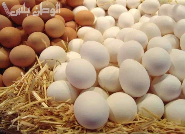 أسعار البيض الأحمر والبلدي اليوم الخميس 13-3-2025 في بورصة الدواجن