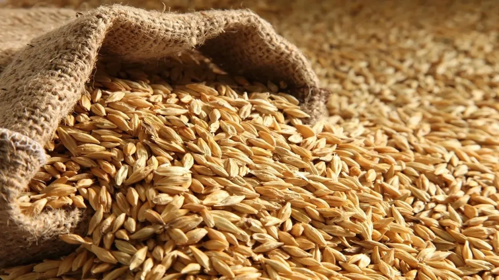 الحبوب والبقوليات في ارتفاع؟.. سعر طن الأرز الشعير اليوم الخميس 6 مارس 2025 في السوق المصري