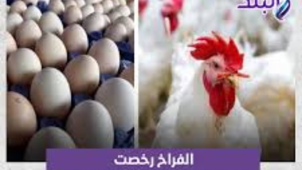 أسعار الدواجن اليوم تسجل استقراراً نسبياً في الأسواق المحلية