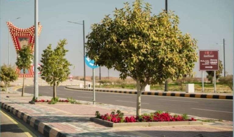 أمانة الجوف تزرع 55800 شجرة في خمس بلديات فرعية