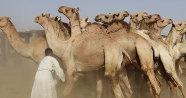 انتعاش سوق الجمال في دراو بأسوان مع قرب عيد الأضحى