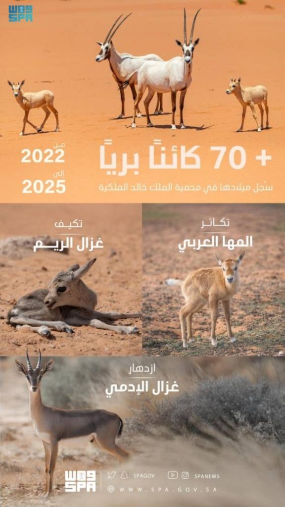 تعلن محمية الملك خالد الملكية عن تسجيل 74 ولادة جديدة لحيوانات برية حتى منتصف الربع الثاني من 2025