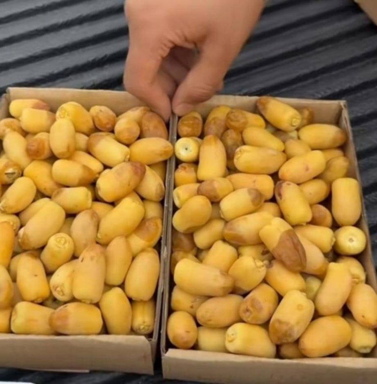 جديد الأحساء: تباشير “الرطب” الأولى تظهر