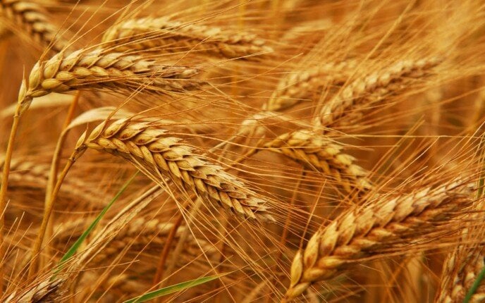 دعم غير مسبوق للمزارعين بتسعير القمح 2200 جنيه للأردب و420 نقطة تجميع في موسم 2025