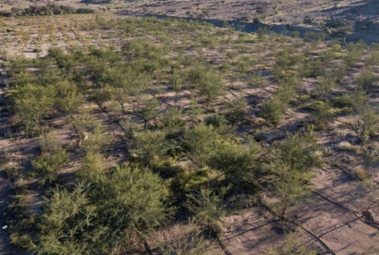 مشروع ضخم: زراعة أكثر من 20 مليون شجرة في منطقة الرياض
