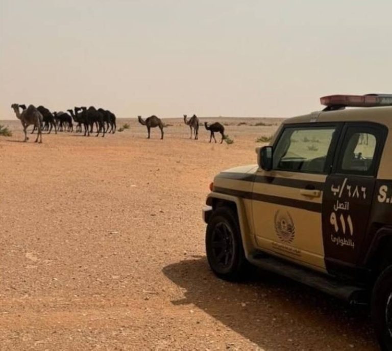 مواطن يُخالف نظام البيئة برعي المواشي في محمية