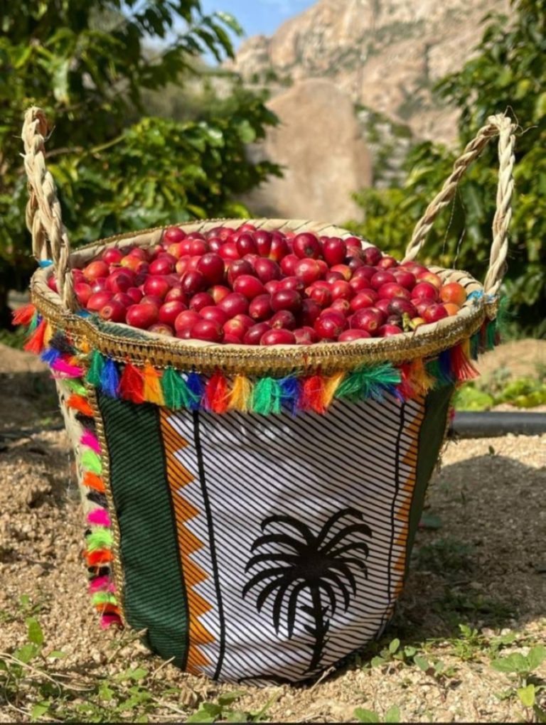 نجاح زراعة البن في بني مالك بدعم حكومي