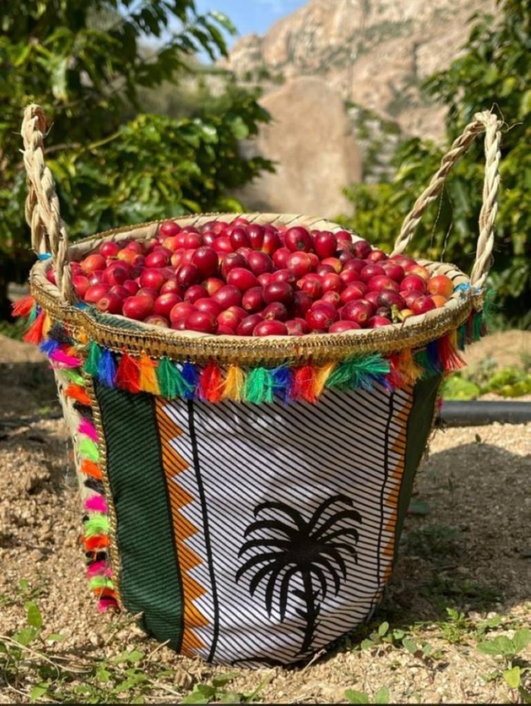 نجاح زراعة البن في بني مالك بدعم حكومي